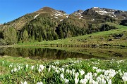 15 Crocus alla prima pozza con vista in Avaro, Tribortoi e Triomen